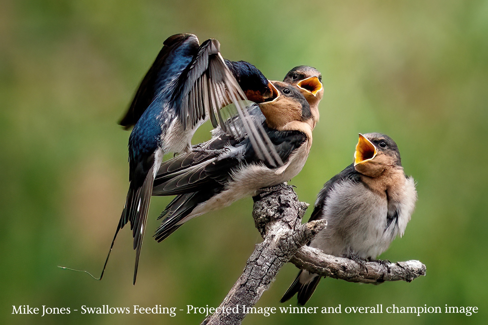 Swallows-Feeding