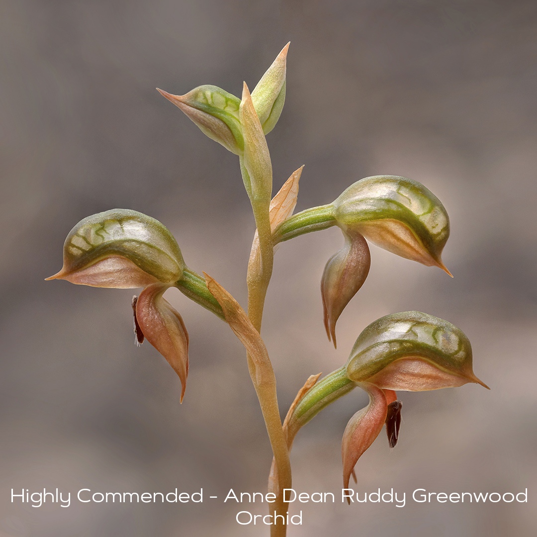 Highly-Commended-Anne-Dean-Ruddy-Greenhood-Orchidv2