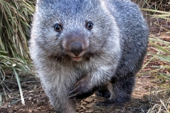 Anne-Dean-Wandering-Wombat