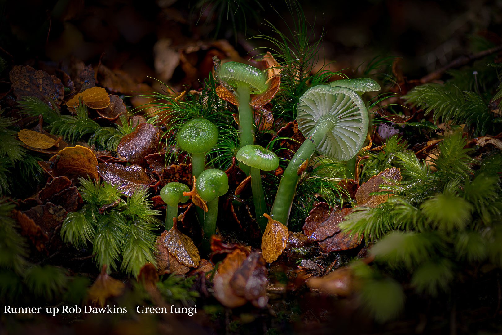 Green-fungi
