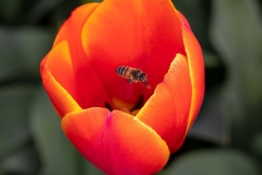 Tulip-Buzz