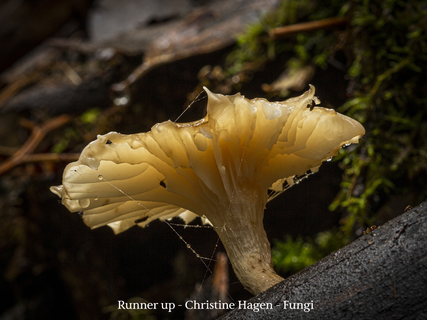Fungi......Christine-Hagen